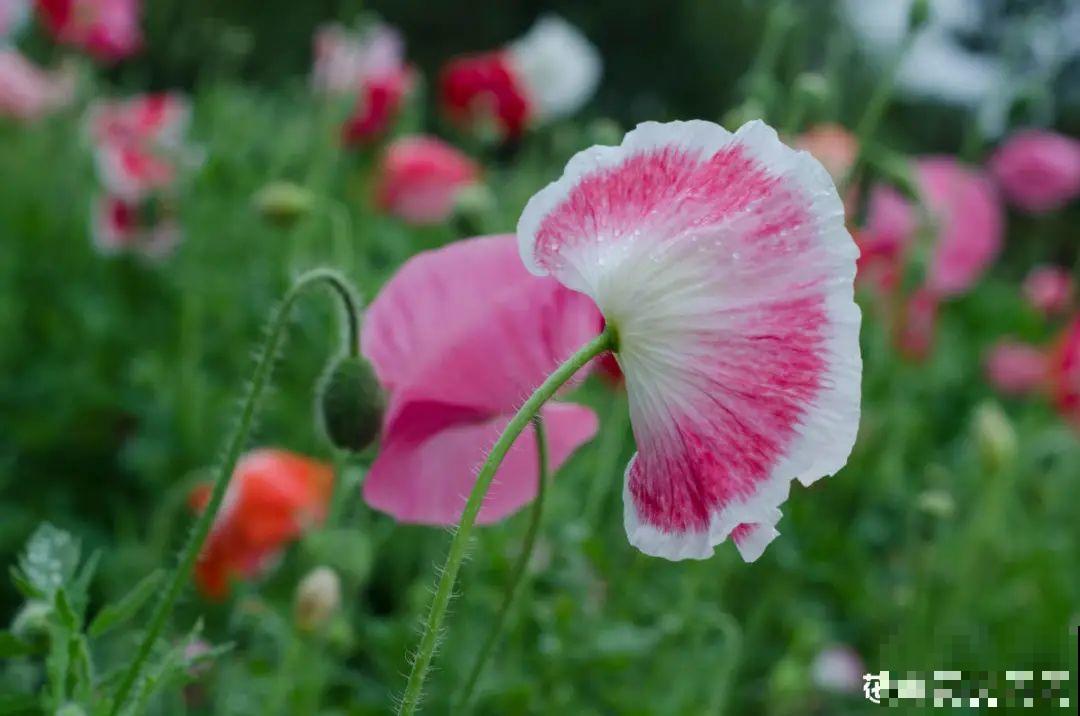 只需要种一次的花，年年疯长，除都除不尽
