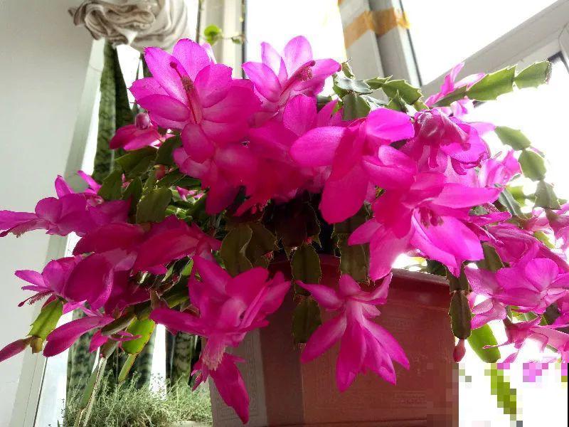 养护蟹爪兰,要注意8个要点,才能开出仙气飘飘花 养护蟹爪兰,要注意8个要点,才能开出仙气飘飘花