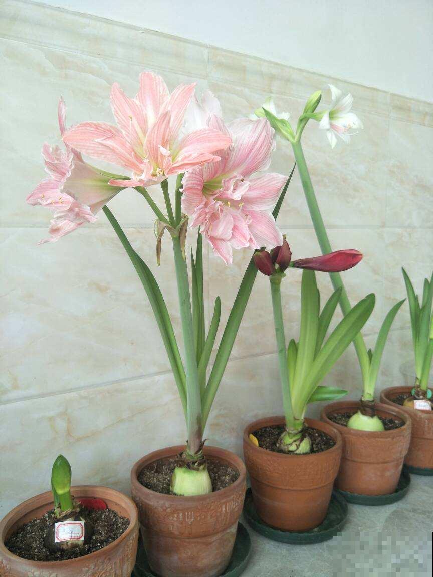 一个“洋葱球”埋土里，呼呼开出美艳花，一朵比脸还大