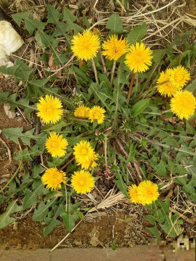 山上的野花是“初春信号”,露出嫩绿的小脑袋,开花一大片 山上的野花是“初春信号”,露出嫩绿的小脑袋,开花一大片