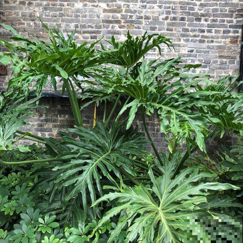 在家里养盆大型花卉,四季常绿生机勃勃,把春天锁在家里! 在家里养盆大型花卉,四季常绿生机勃勃,把春天锁在家里!