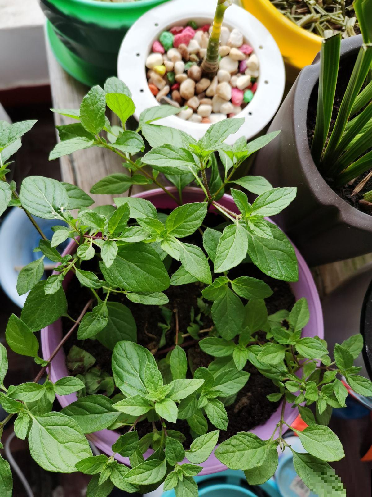 养花最令人头疼的竟是宠物,一眼看不住,就被它们毁了 养花最令人头疼的竟是宠物,一眼看不住,就被它们毁了