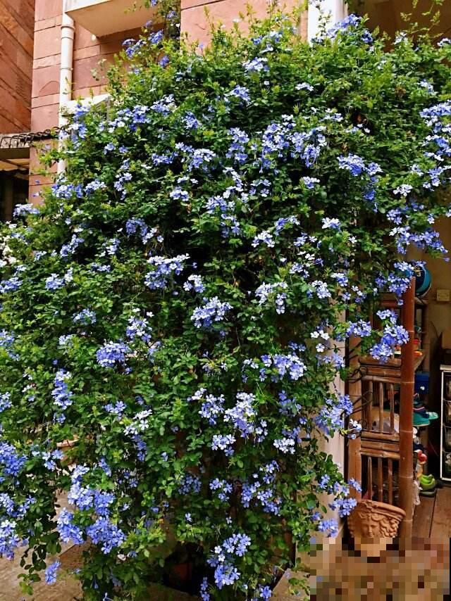 院子里养了一株凌霄花，邻居却不高兴了，非要我们剪掉！