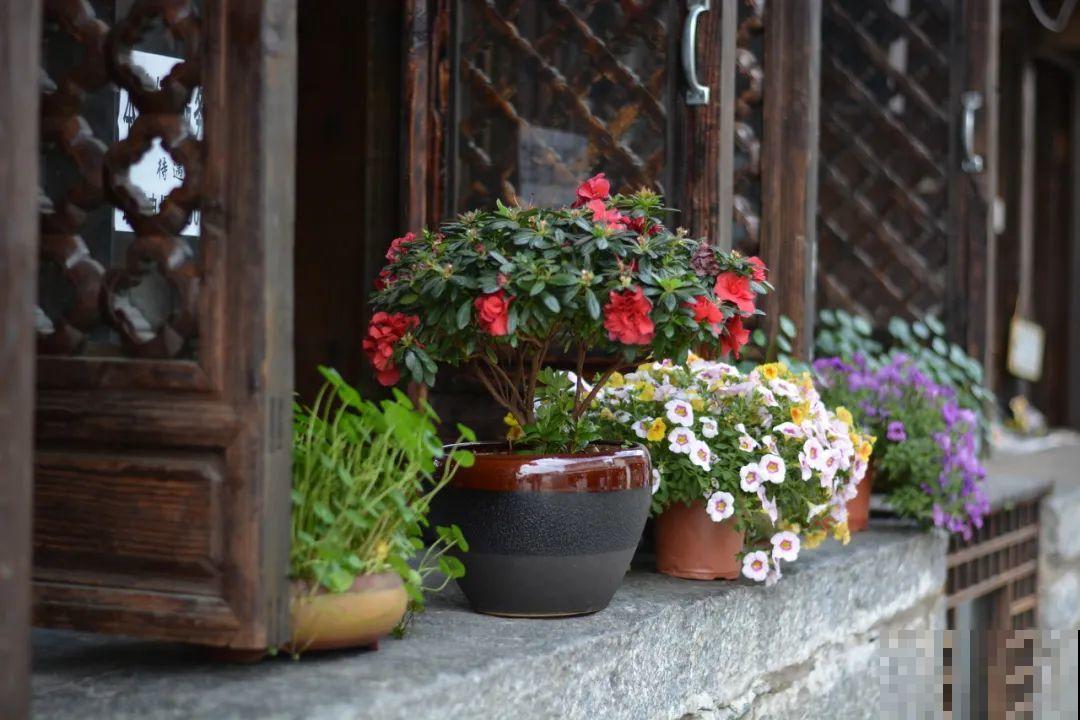 我想有一个,开满花的窗台,每天赏花! 我想有一个,开满花的窗台,每天赏花!