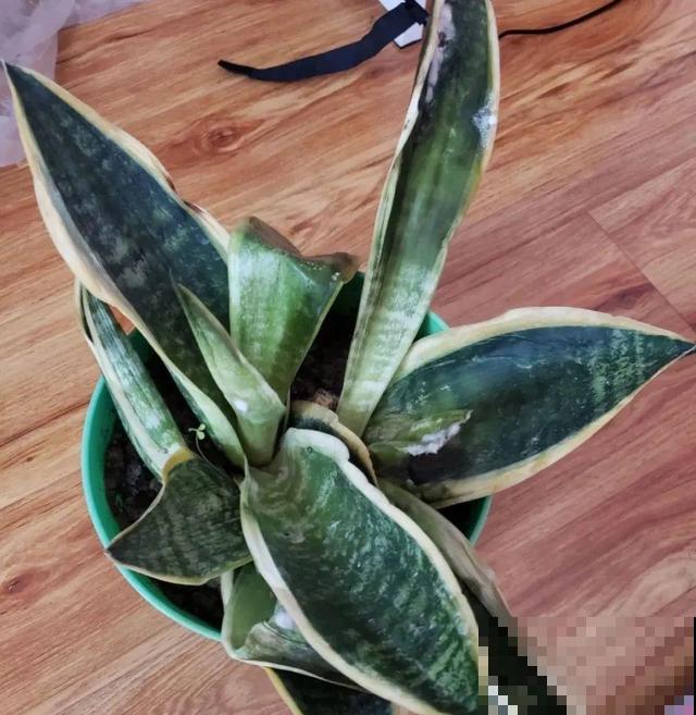 家里养这10种花,冻伤了要赶紧救,晚了就救不回来了 家里养这10种花,冻伤了要赶紧救,晚了就救不回来了