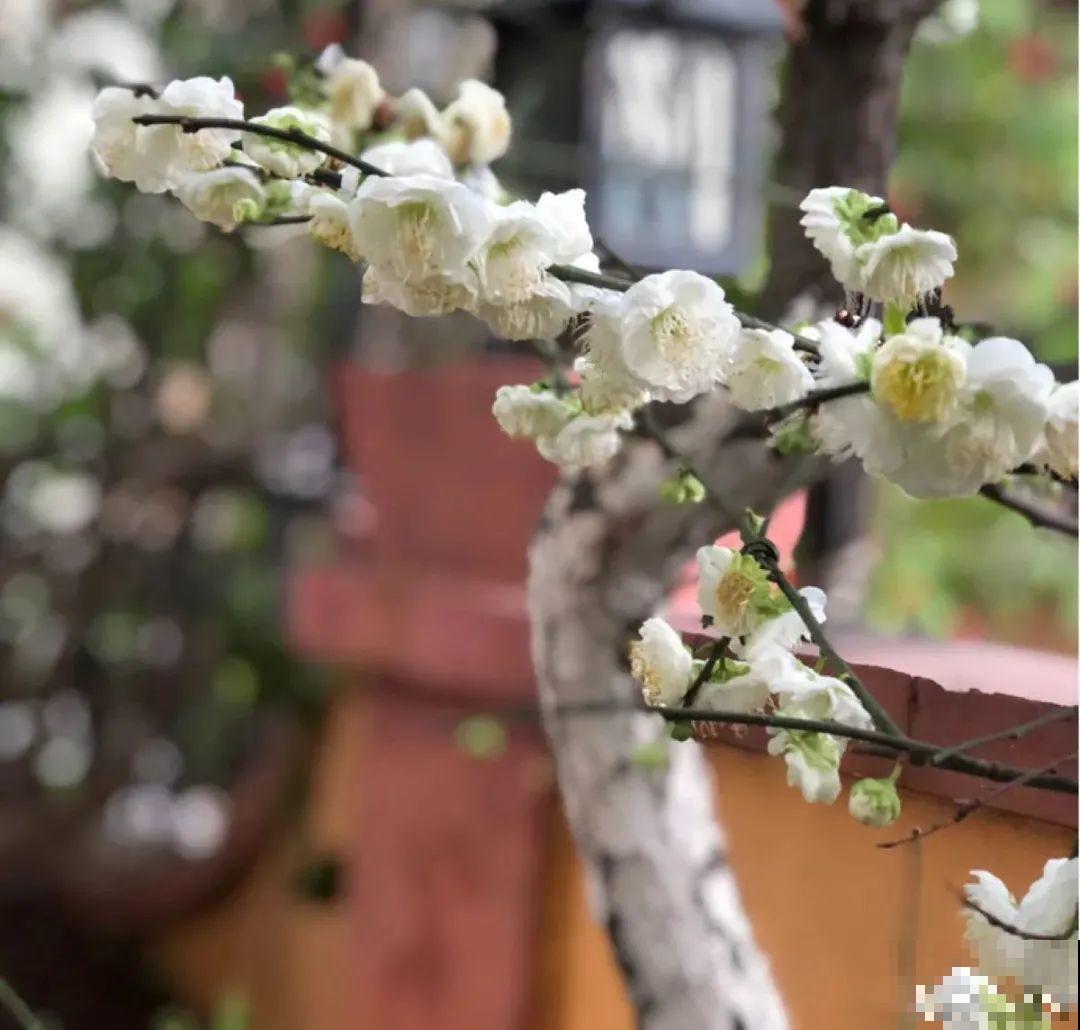 红红火火的过年花,开花特热闹,过年必备! 红红火火的过年花,开花特热闹,过年必备!