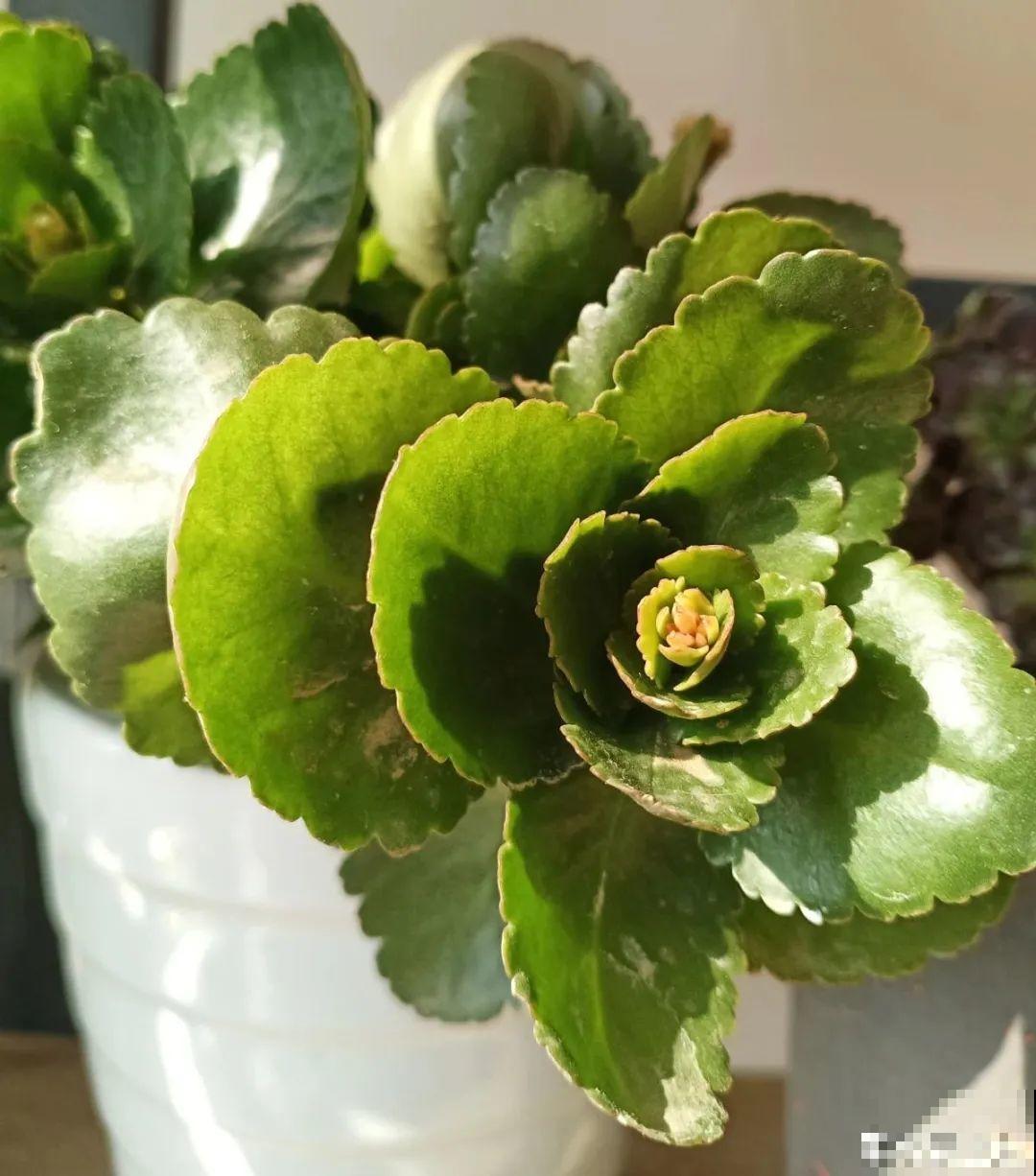 长寿花超全大养护，养爆盆的秘密，全在这里！