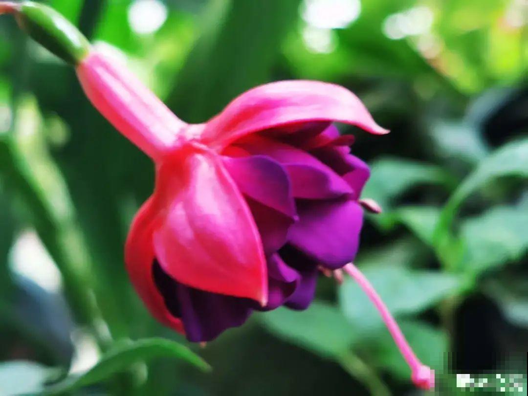 比绿萝好看的8种花，养护起来特简单，颜色还鲜艳