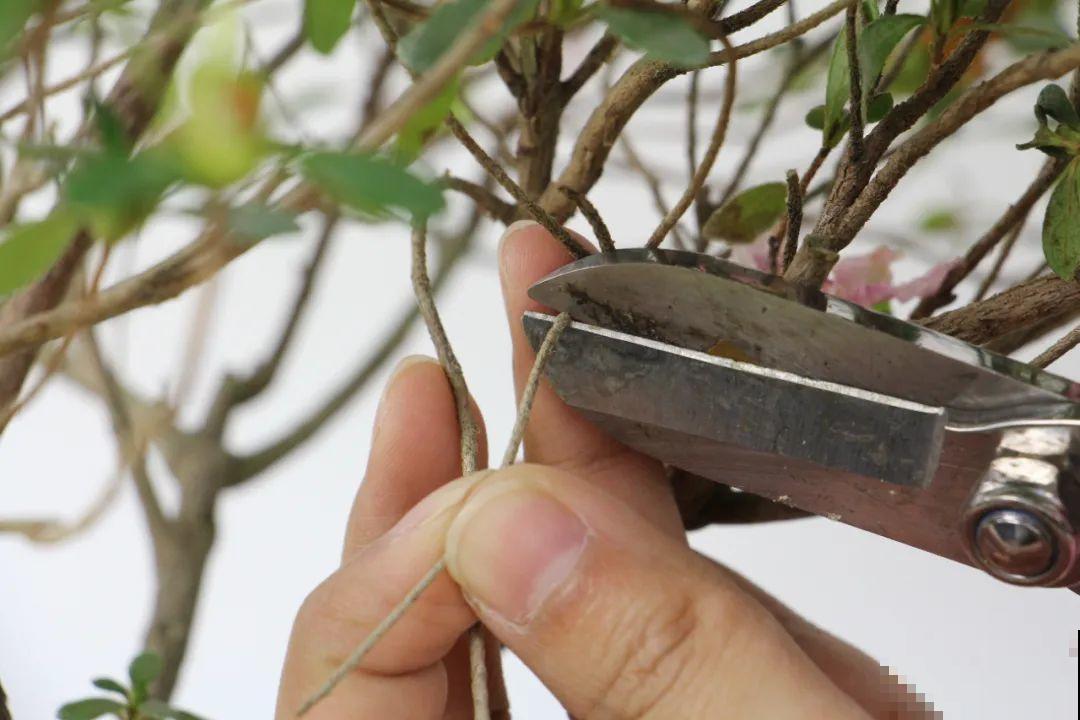 7种花，现在绝对不能剪，剪了一年不开花！