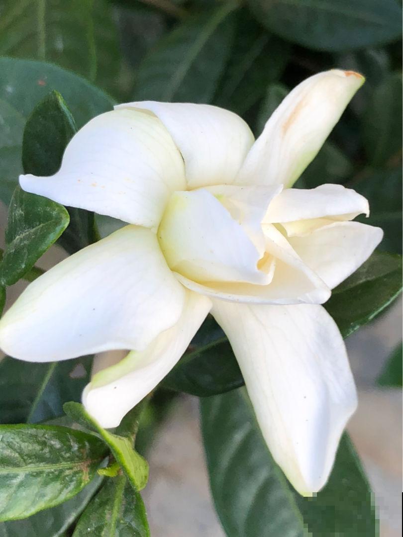 3对花卉中的“双胞胎”，一不小心就认错，你养过几种？