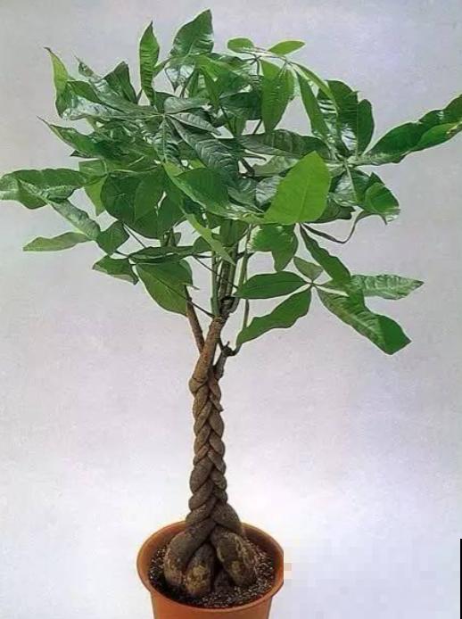 养护发财树,一定要做好这4点,才能枝繁叶茂! 养护发财树,一定要做好这4点,才能枝繁叶茂!
