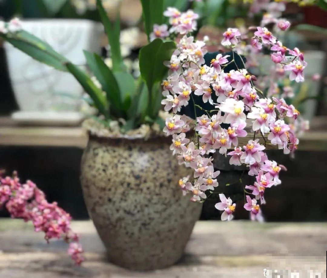 16种高颜值花，冬天耐寒不娇气，新手也能养爆盆
