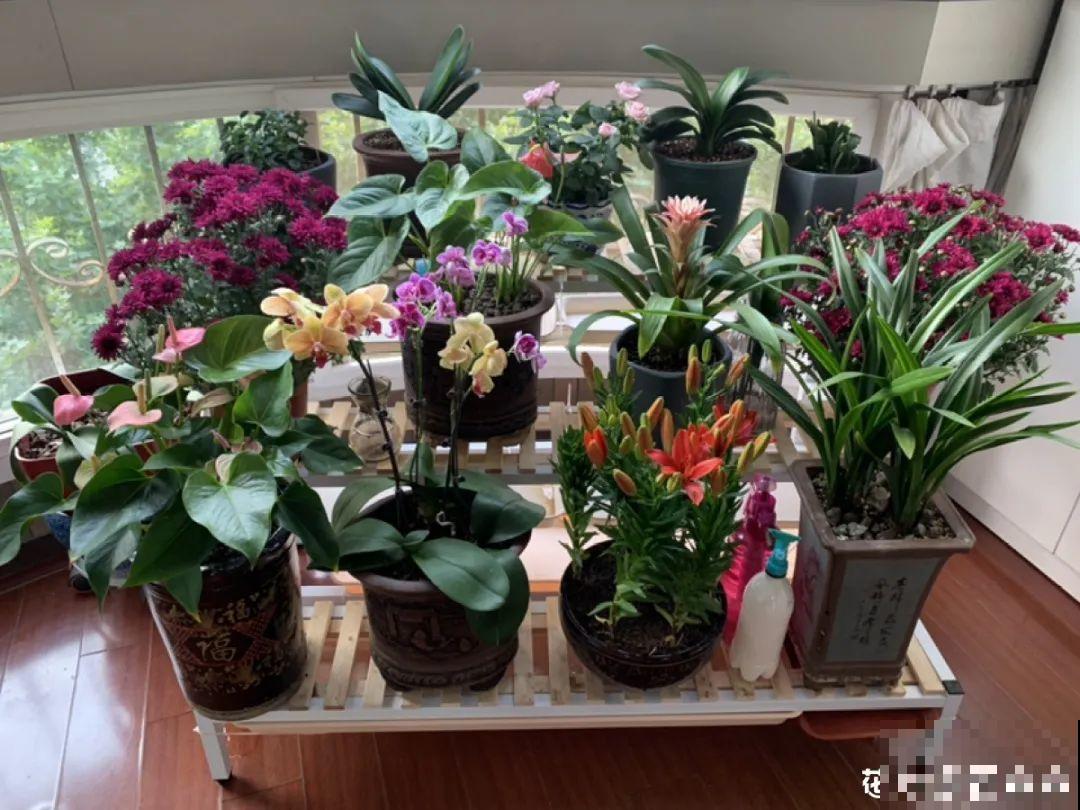 腊月养花禁忌，一定要保暖，不然花很快就死