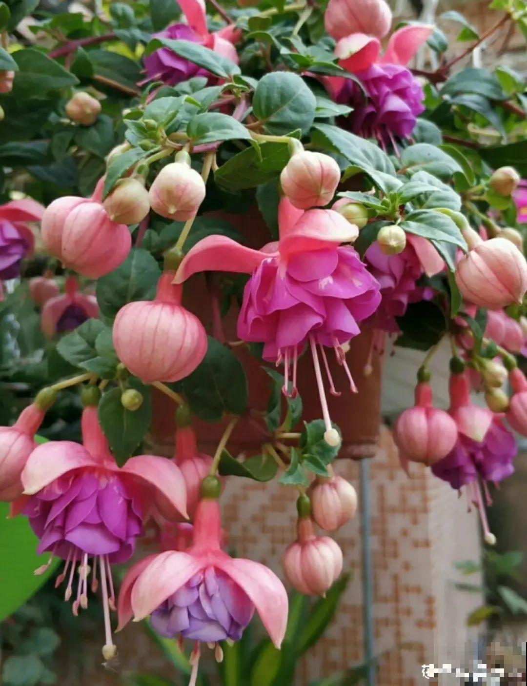 倒挂金钟开花像吊灯，满盆能开上百朵，颜值超高