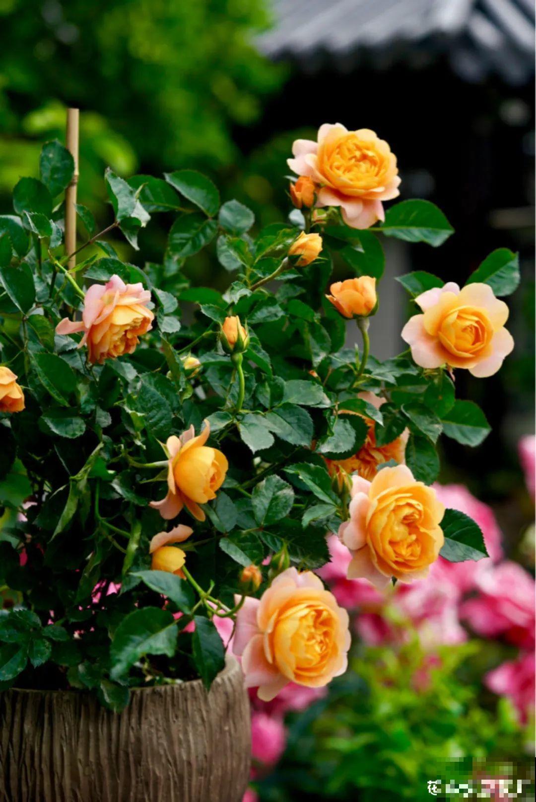 梦想有个院子，养花弄草，过舒心日子！