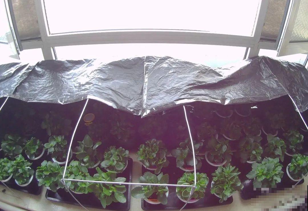 长寿花超全大养护，养爆盆的秘密，全在这里！