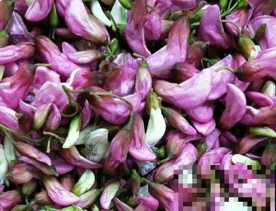 医院铁树结果，却被摘走30颗，园丁师傅吓坏了！