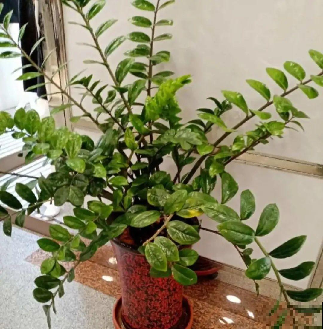 虎皮兰扒层土，嗖嗖冒芽，长得特旺