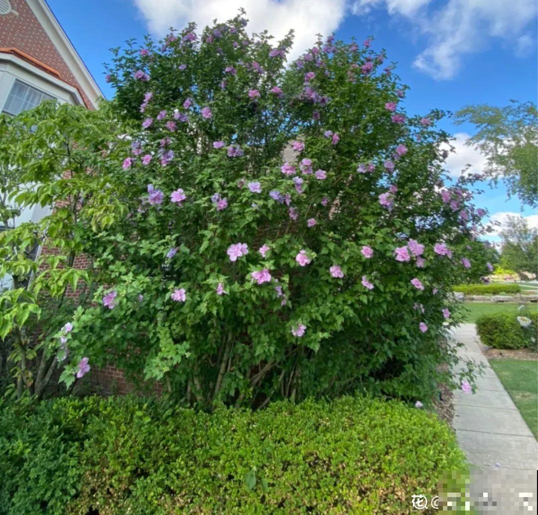 16种花，能养成传家宝，养个几十年没问题