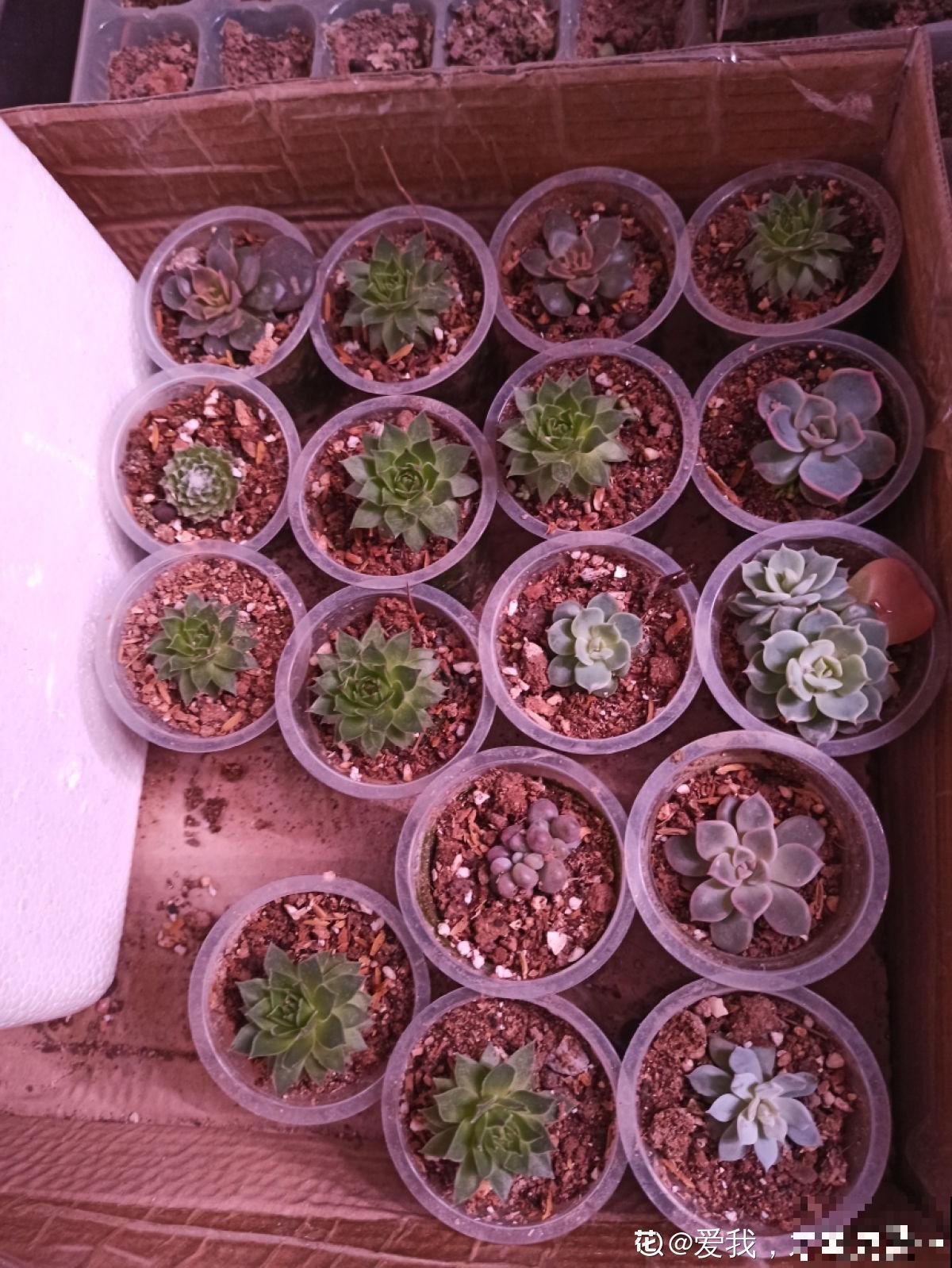 她养了上千棵多肉，排列得整整齐齐，妥妥的强迫症福音！