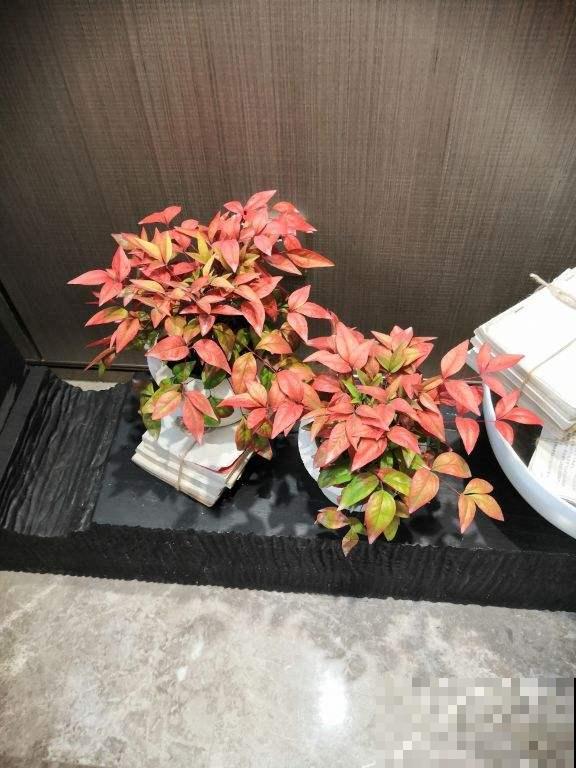 南天竹一直不结果，找到问题才能养好，红红火火真喜庆