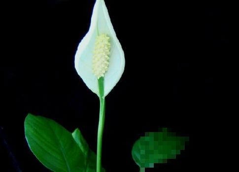 白掌原来这么好养，做好这4点，花越开越美！