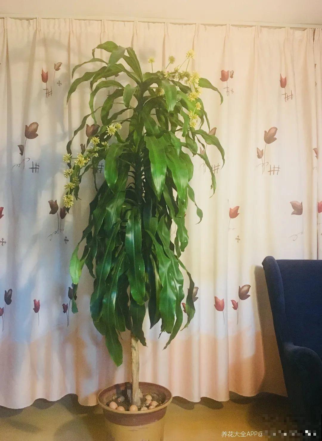 超级耐旱花，整个冬天不浇水，还能胖一圈！