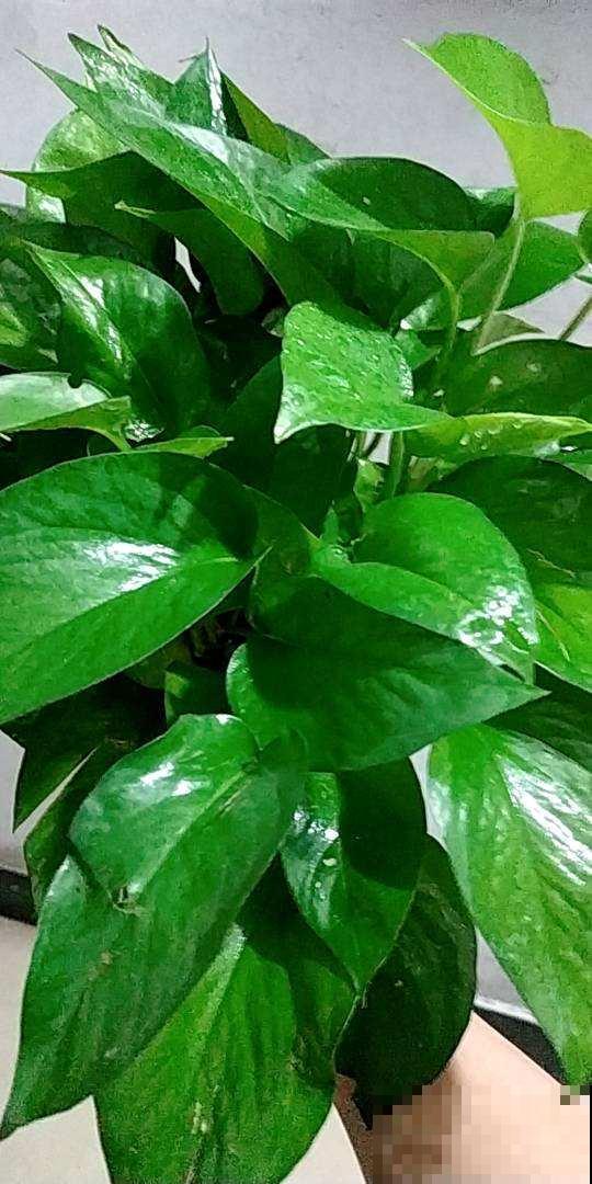 4种花特能生，只要养一盆，一年能扦插十几盆，赚了！