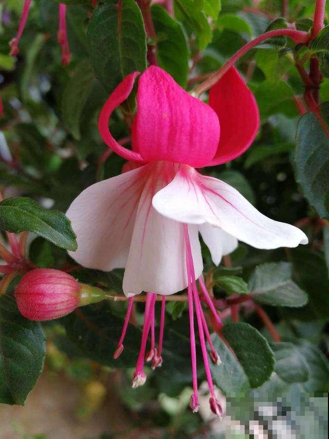 倒挂金钟总掉花苞，原来是一个问题没注意，套个塑料袋就解决