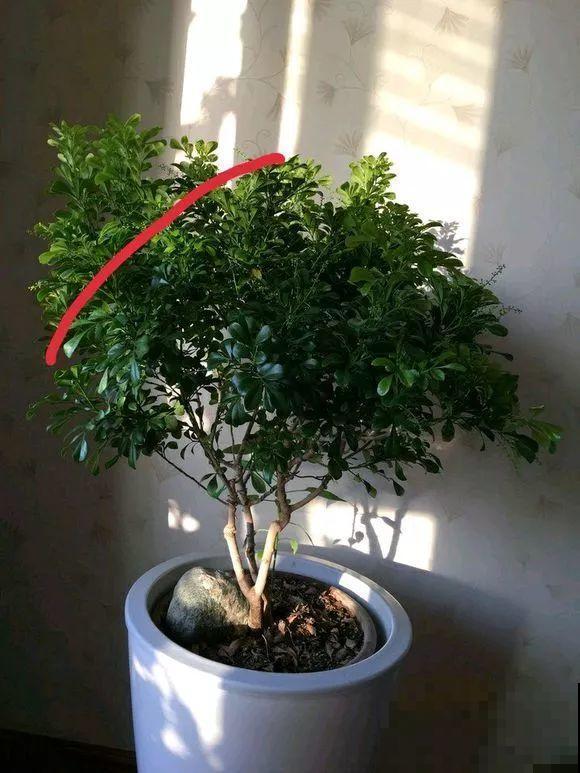 3月是给花剃头的好时机,现在狠心剪,下月就开花 3月是给花剃头的好时机,现在狠心剪,下月就开花