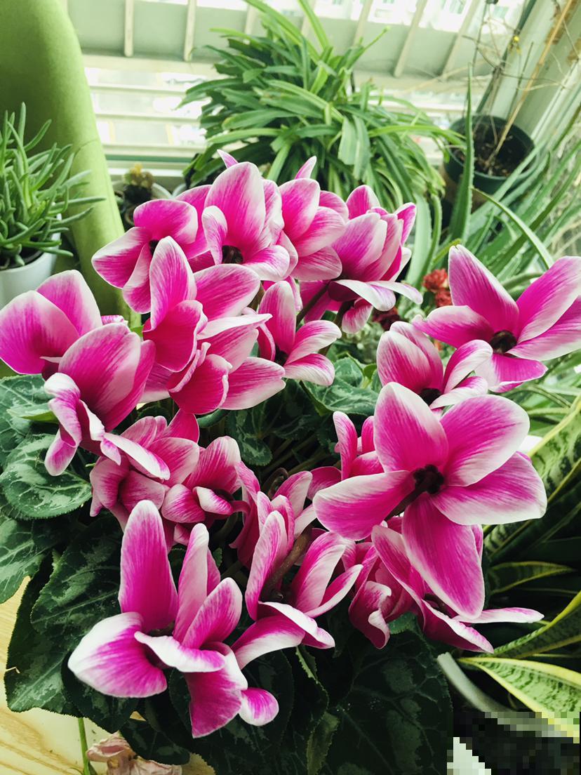 2月底该修剪了，剪得越“狠”植物越旺盛，爆芽更多