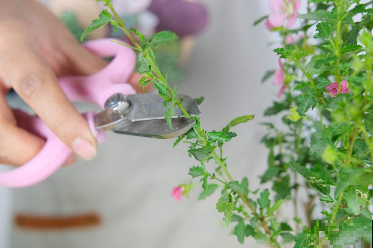 小木槿也是“开花机器”,4个细节把握好,平安过冬没压力! 小木槿也是“开花机器”,4个细节把握好,平安过冬没压力!