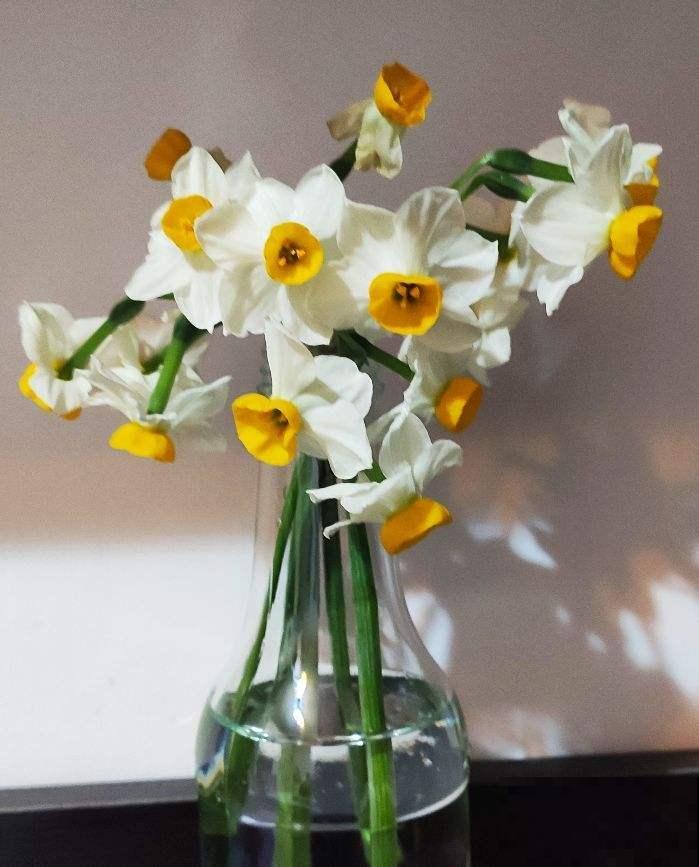 4种“一次性”花卉，开完就赶紧扔掉，浪费精力也不再开花