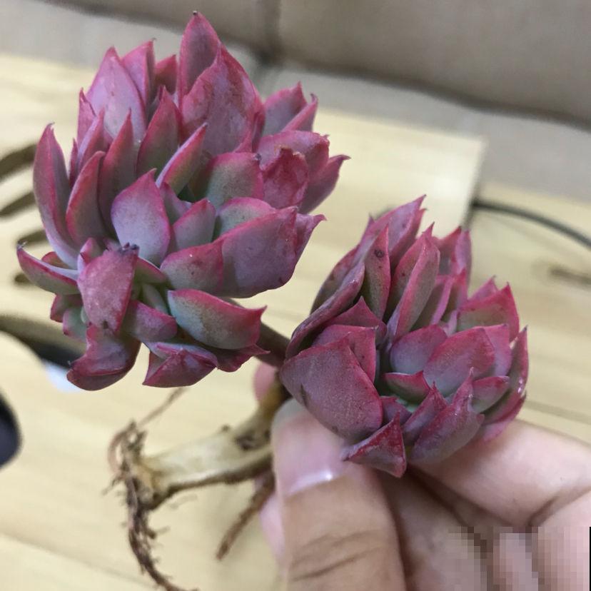 刚买的多肉，根部剪一刀，才能越长越旺盛