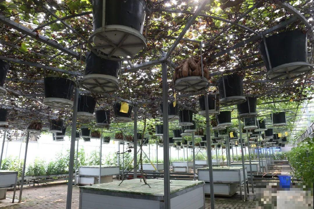 南瓜个头大的出奇，卖了2万8，比养猪还赚钱