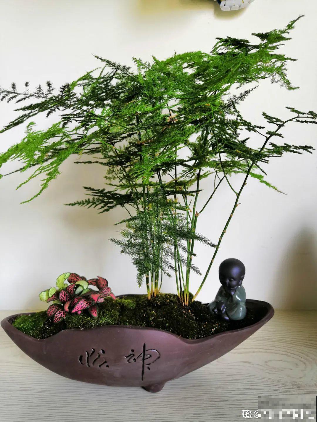 不同的花有不同的性格,你养的花,代表你是什么样的人? 不同的花有不同的性格,你养的花,代表你是什么样的人?