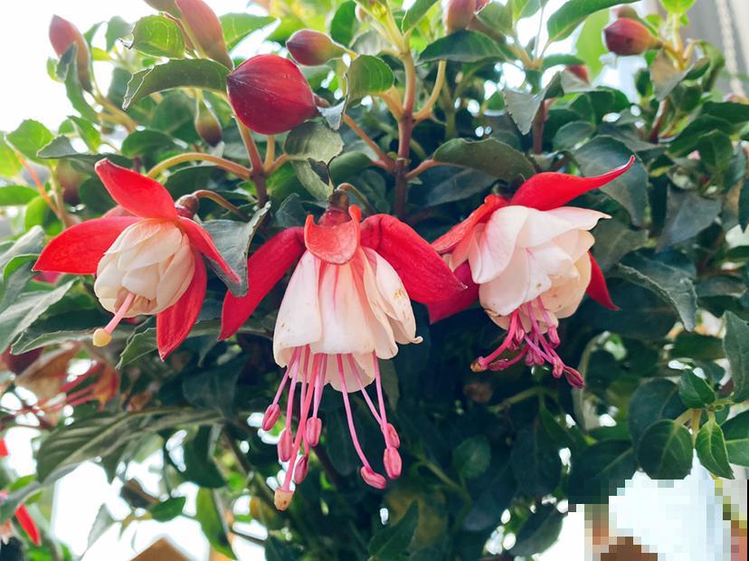 春天来了，3种花不能突然暴晒，容易灼伤叶子