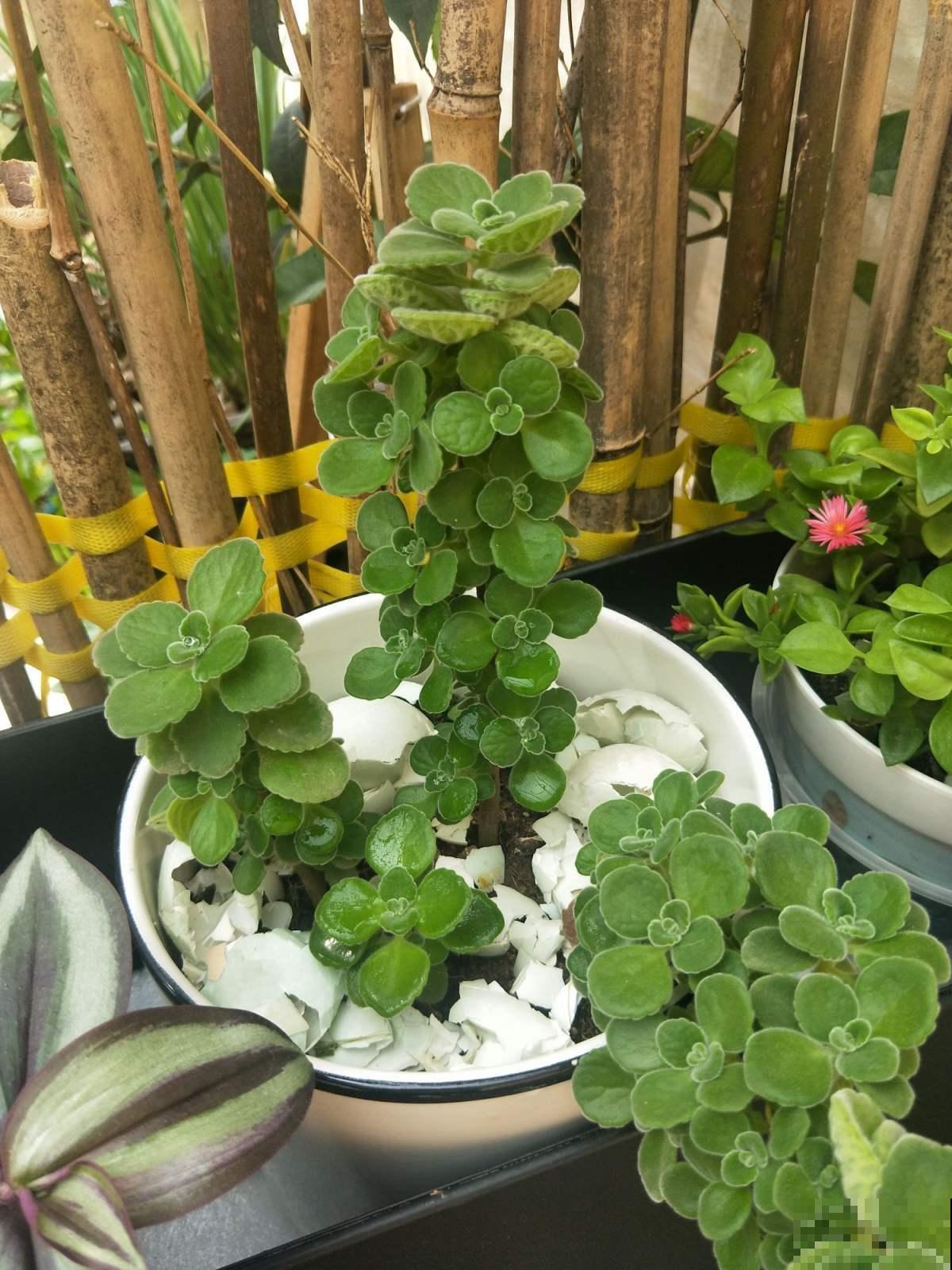 春天在家养盆“香草”，飘香四溢，清新又好闻！