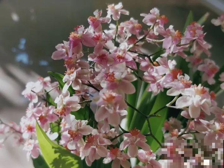 比绿萝好看的8种花，养护起来特简单，颜色还鲜艳