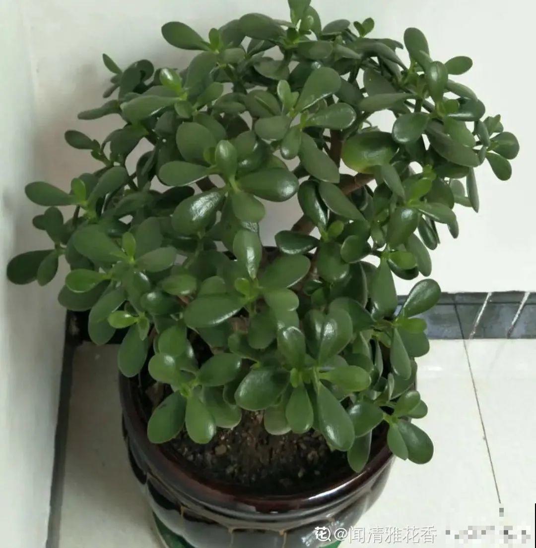 3月是给花剃头的好时机,现在狠心剪,下月就开花 3月是给花剃头的好时机,现在狠心剪,下月就开花