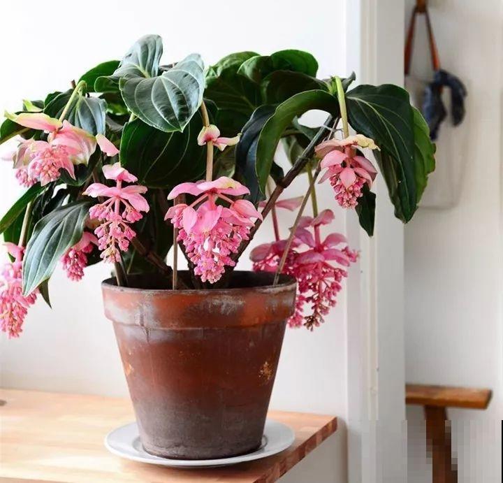 养护宝莲花，记住5个养护技巧，高档又有格调！