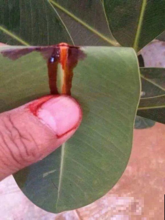 听说有的花能吃人,听着都害怕,是真的吗? 听说有的花能吃人,听着都害怕,是真的吗?