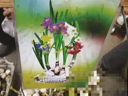 牙签串大蒜，冒充七彩水仙？千万别上当！