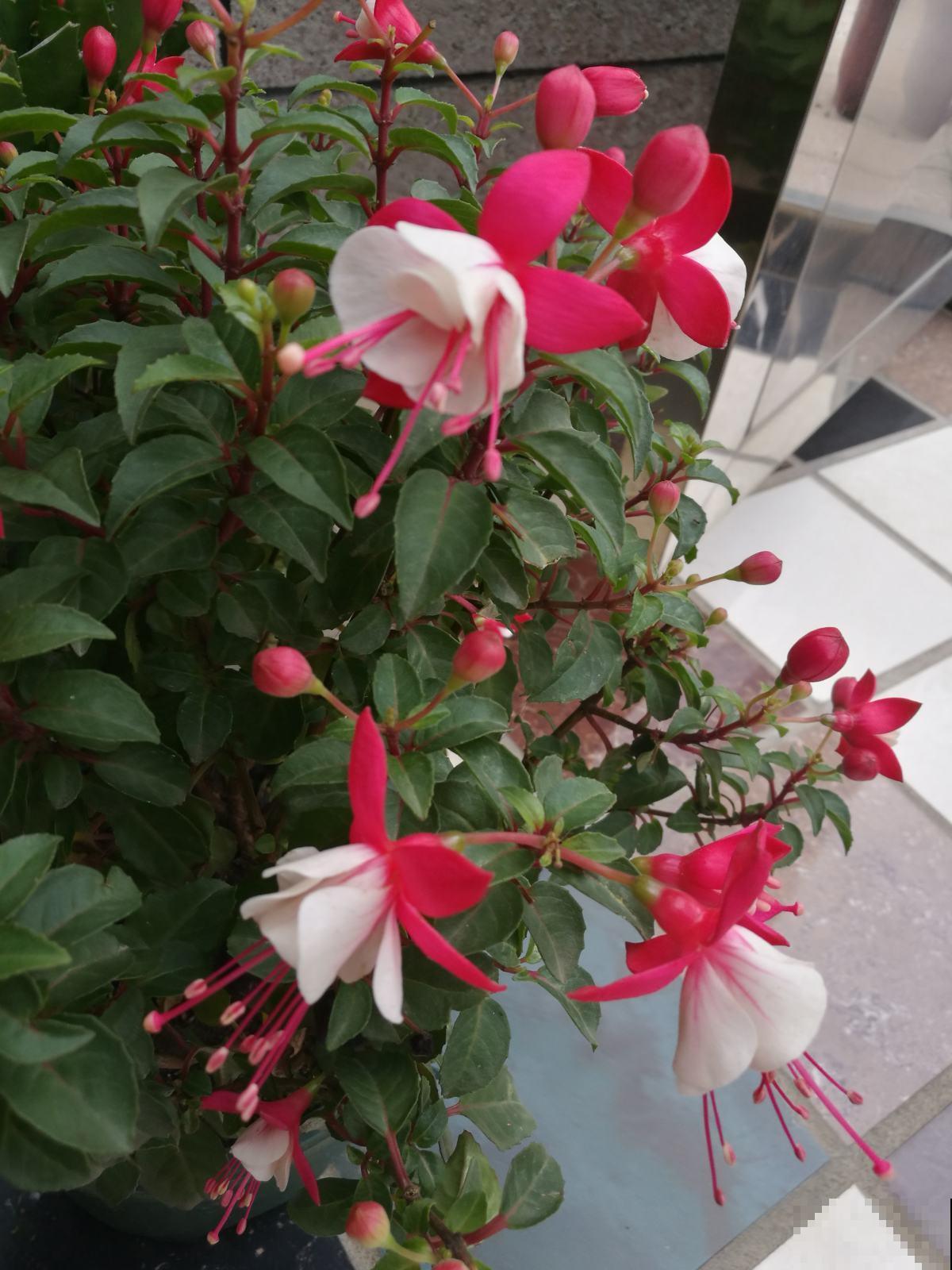 12月份养倒挂金钟，注意4个问题，开花爆盆没问题