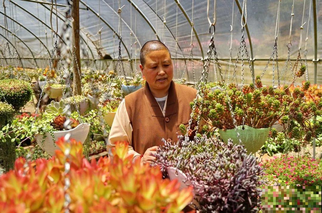 山上的尼姑庵,只养花不烧香,看完想出家 山上的尼姑庵,只养花不烧香,看完想出家