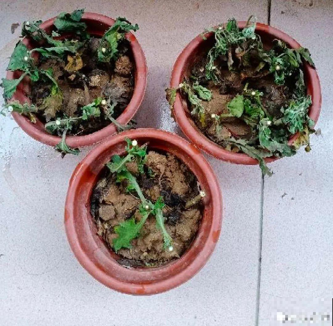 路边别人丢的大花盆，看着眼馋，好想捡回家