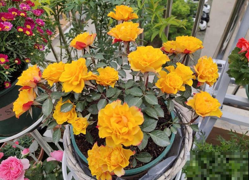 月季养护要选择合适的盆，不能盲目跟风，不然很难爆盆