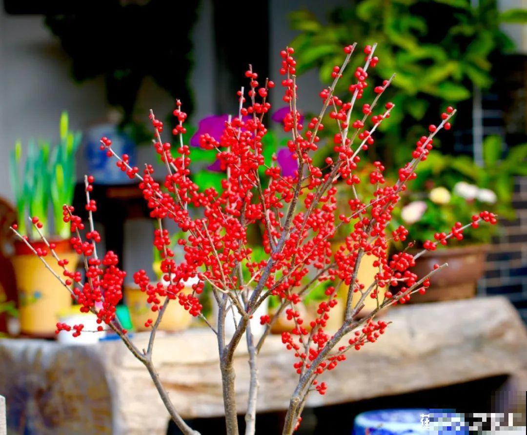 梦想有个院子，养花弄草，过舒心日子！