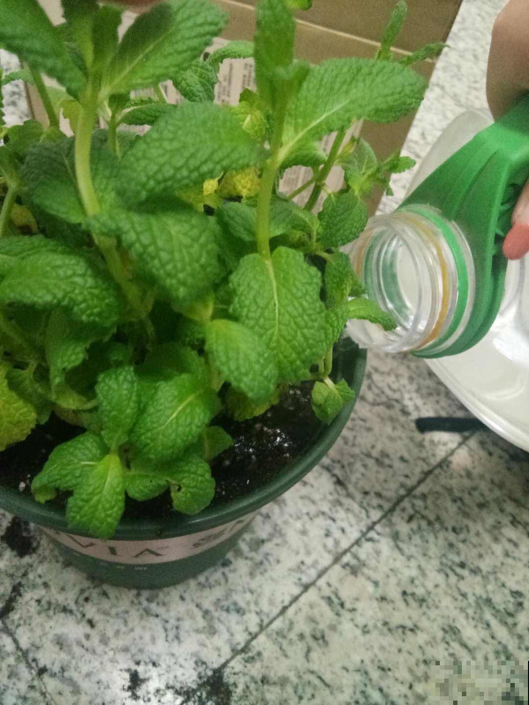 这6种植物养在厨房，油烟味被吸光，空气保持清新！