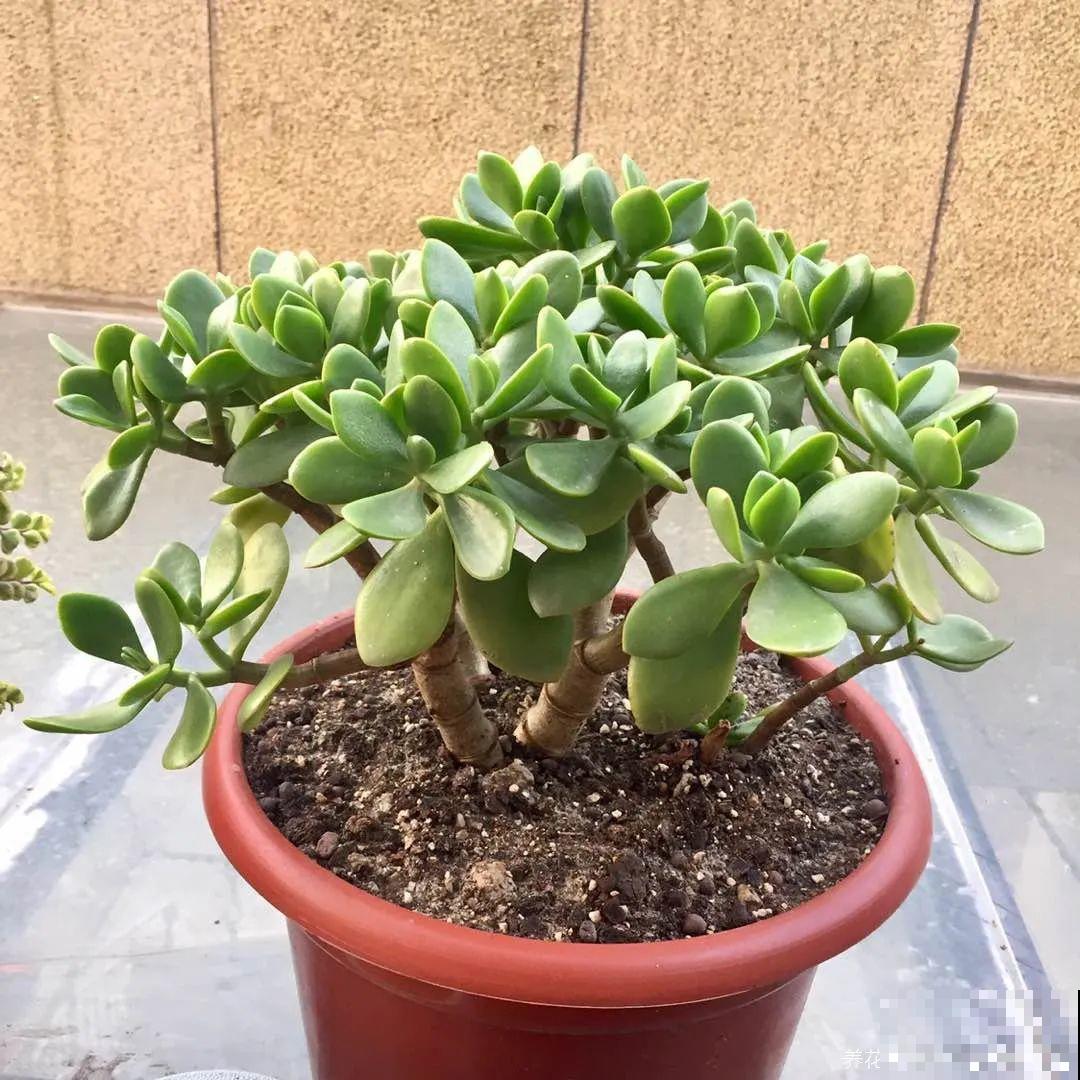 5度以下,常见的21种花必须断水,不然都烂根了 5度以下,常见的21种花必须断水,不然都烂根了